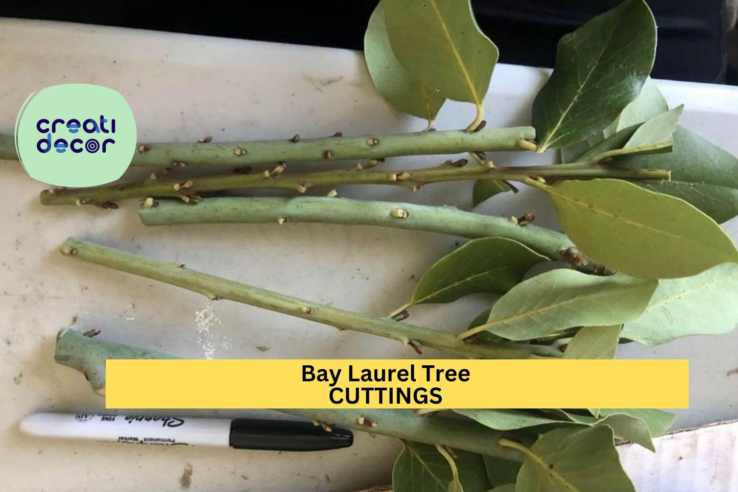 Bay Laurel Cuttings (5) | Culinary Herb Starter | Laurus nobilis Propagation | Aromatic Edible Leaves | Free US Shipping