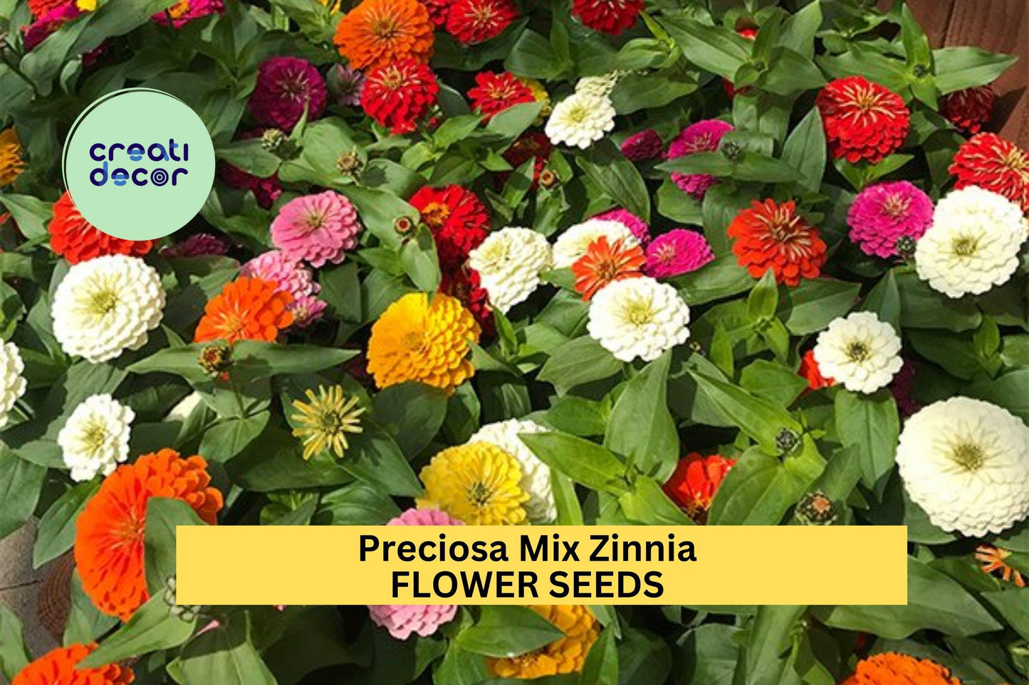 100+ Preciosa Mix Zinnia Seeds – Vibrant Mixed Blooms for Garden Planting, Compact & Long-Lasting Annuals for Beds , Containers – USA