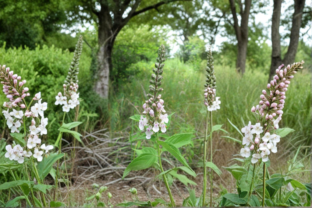 American Germander – Teucrium canadense, Native Perennial Wildflower | Pollinator Favorite (40 Seeds)