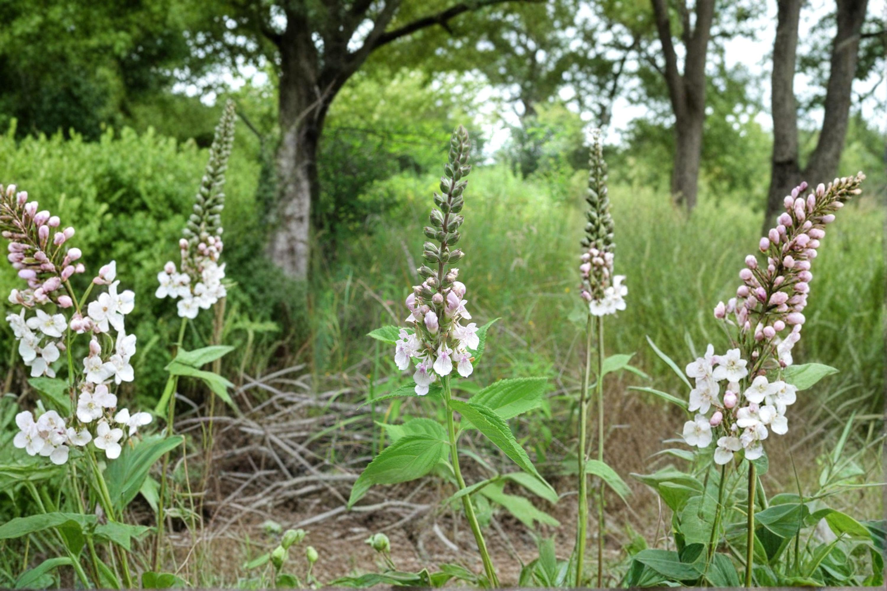 American Germander – Teucrium canadense, Native Perennial Wildflower | Pollinator Favorite (40 Seeds)