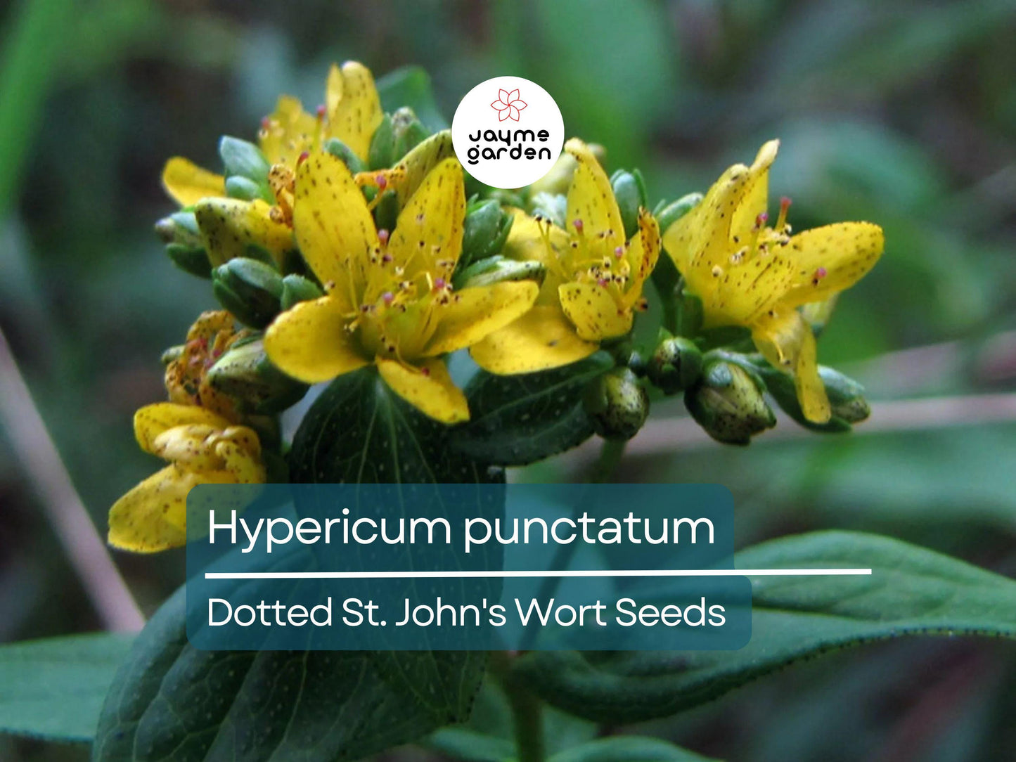 500 Seeds Hypericum Punctatum | Dotted St. John's Wort for Planting | Native Perennial Wildflower | Yellow Pollinator Plant | Medicinal Herb