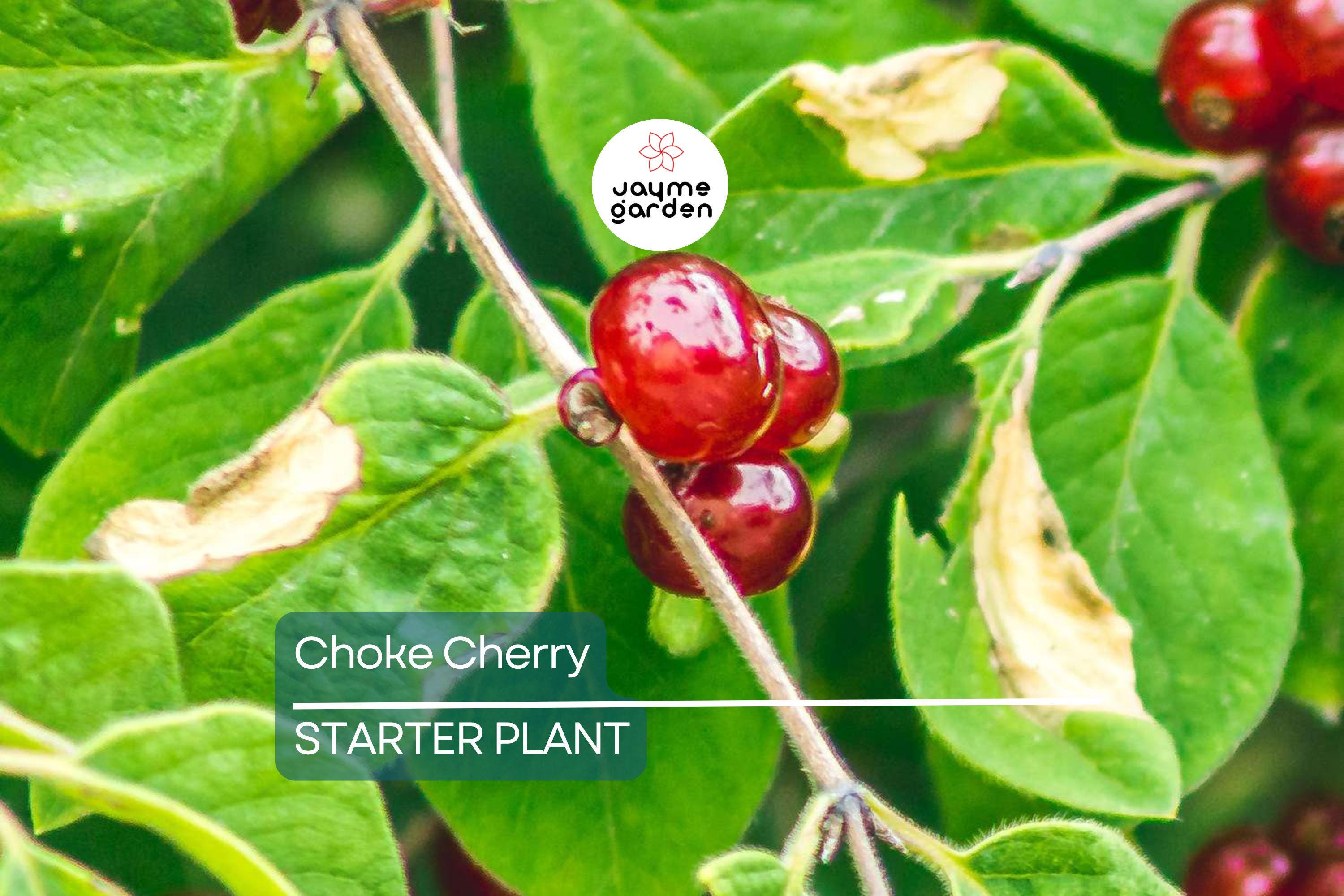 Choke Cherry Tree - Live Bare Root Plant, Prunus Virginiana, 14"-18", Fragrant White Flowers, Wildlife-Friendly, Drought & Heat Tolerant