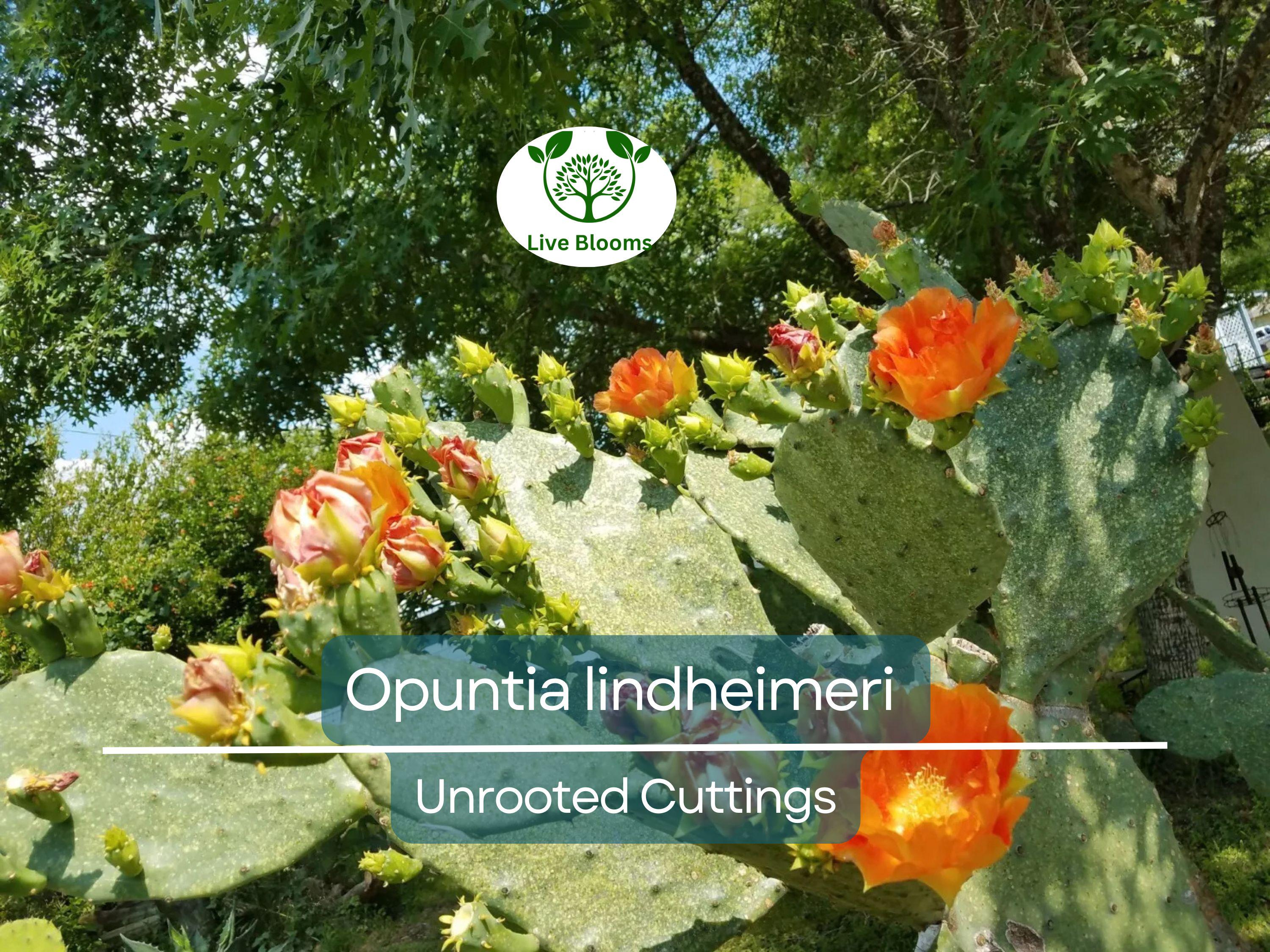 1 West Texas Prickly Pear Cactus Pad Segment - Opuntia lindheimeri Cutting for Planting & Propagation