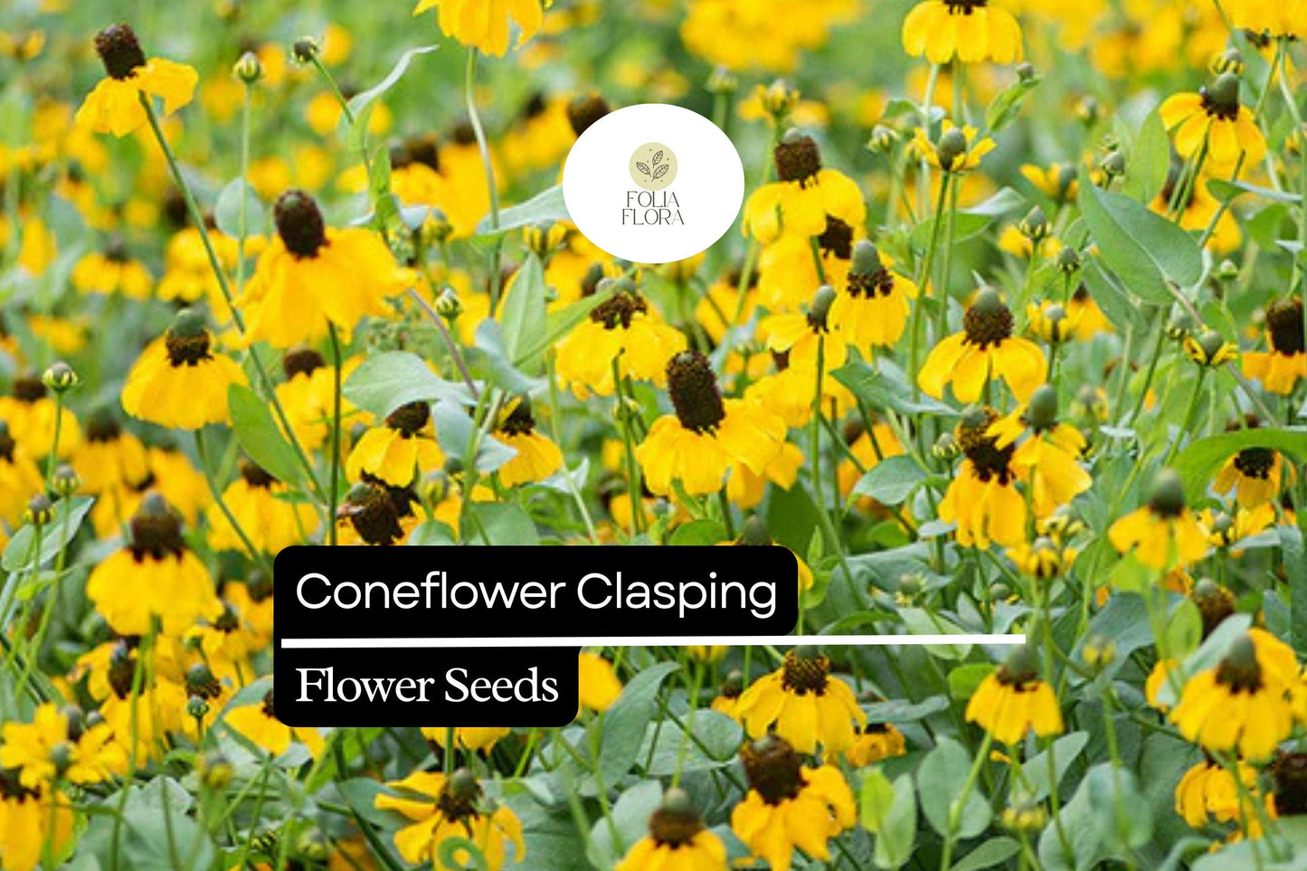 100mg Clasping Coneflower Seeds (Dracopis amplexicaulis) - Vibrant Native Wildflower for Pollinators