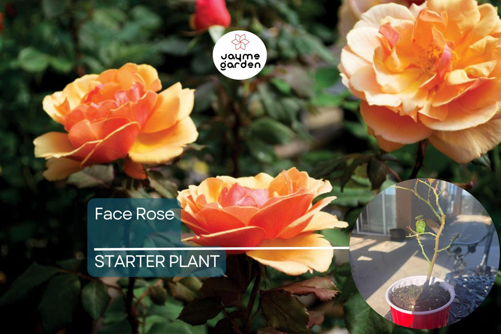 About Face Rose Starter Plant | Unique Two-Toned Blooms | Golden Orange & Ruby Red | 6-10" Tall Live Plant