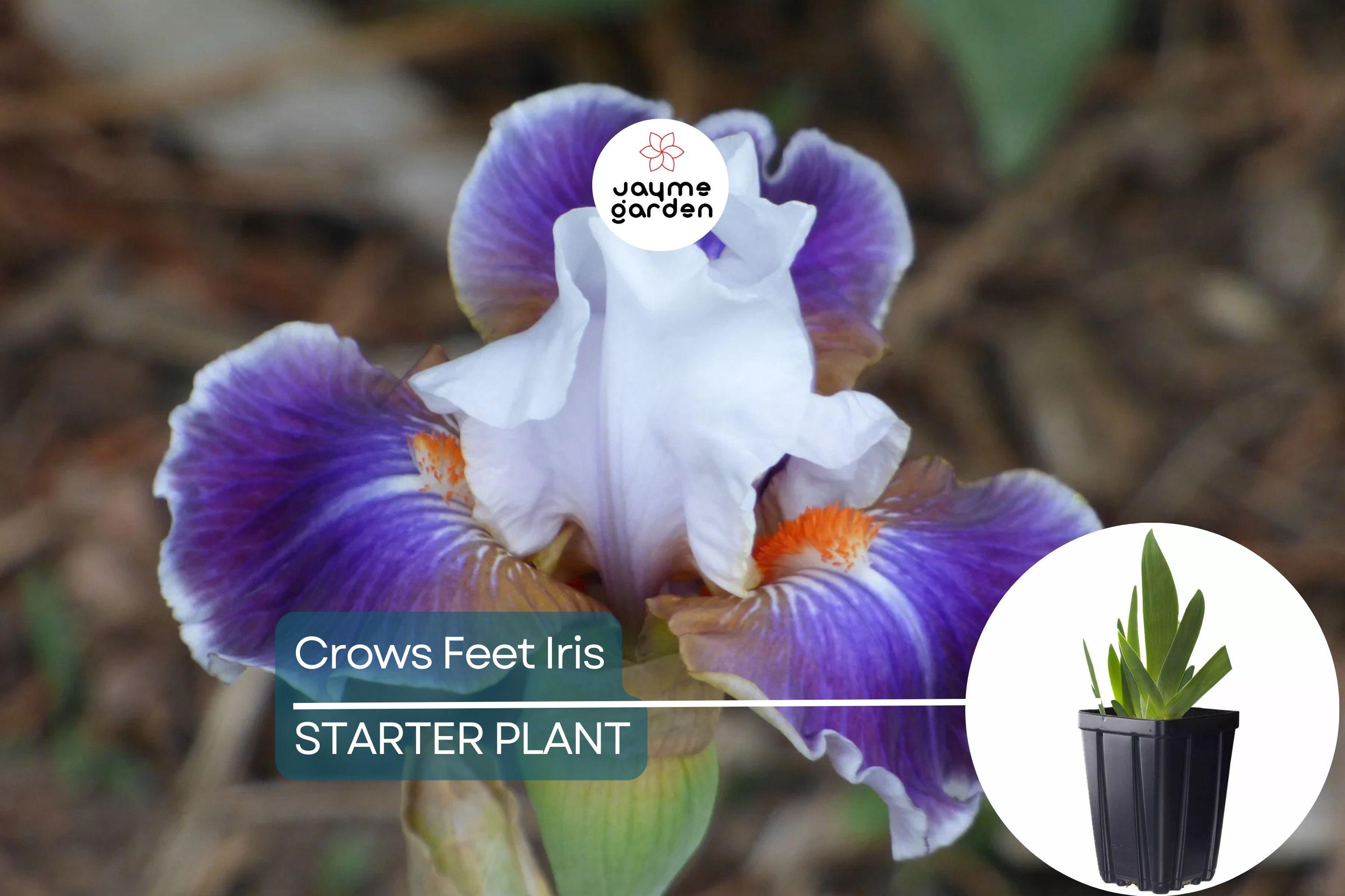 Crows Feet Iris Plant - Quart Pot | Fragrant Purple & White Blooms | Perennial | Deer-Resistant | Hardy Zones 3-10 | 27” Tall