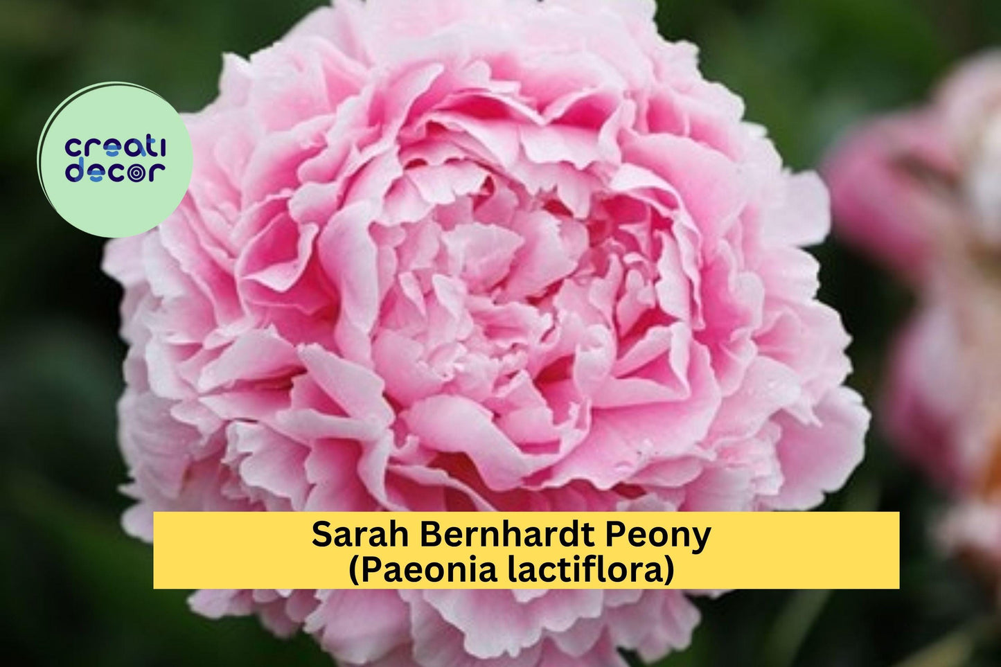 Sarah Bernhardt Peony – Paeonia lactiflora – Pink Double Flower Bare Root Perennial Bush for Garden Borders or Cut Flowers