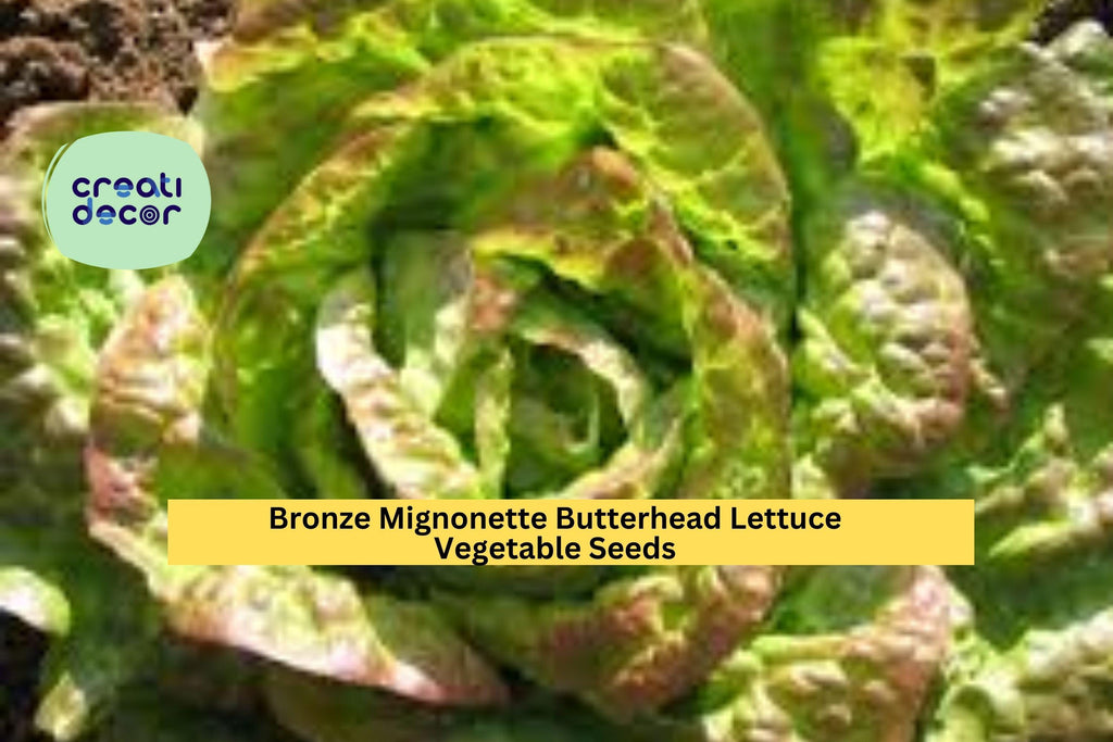3pcs of 1g Bronze Mignonette Butterhead Lettuce Seeds – Tender Heirloom Variety for Garden or Container Growing Seeds for Planting