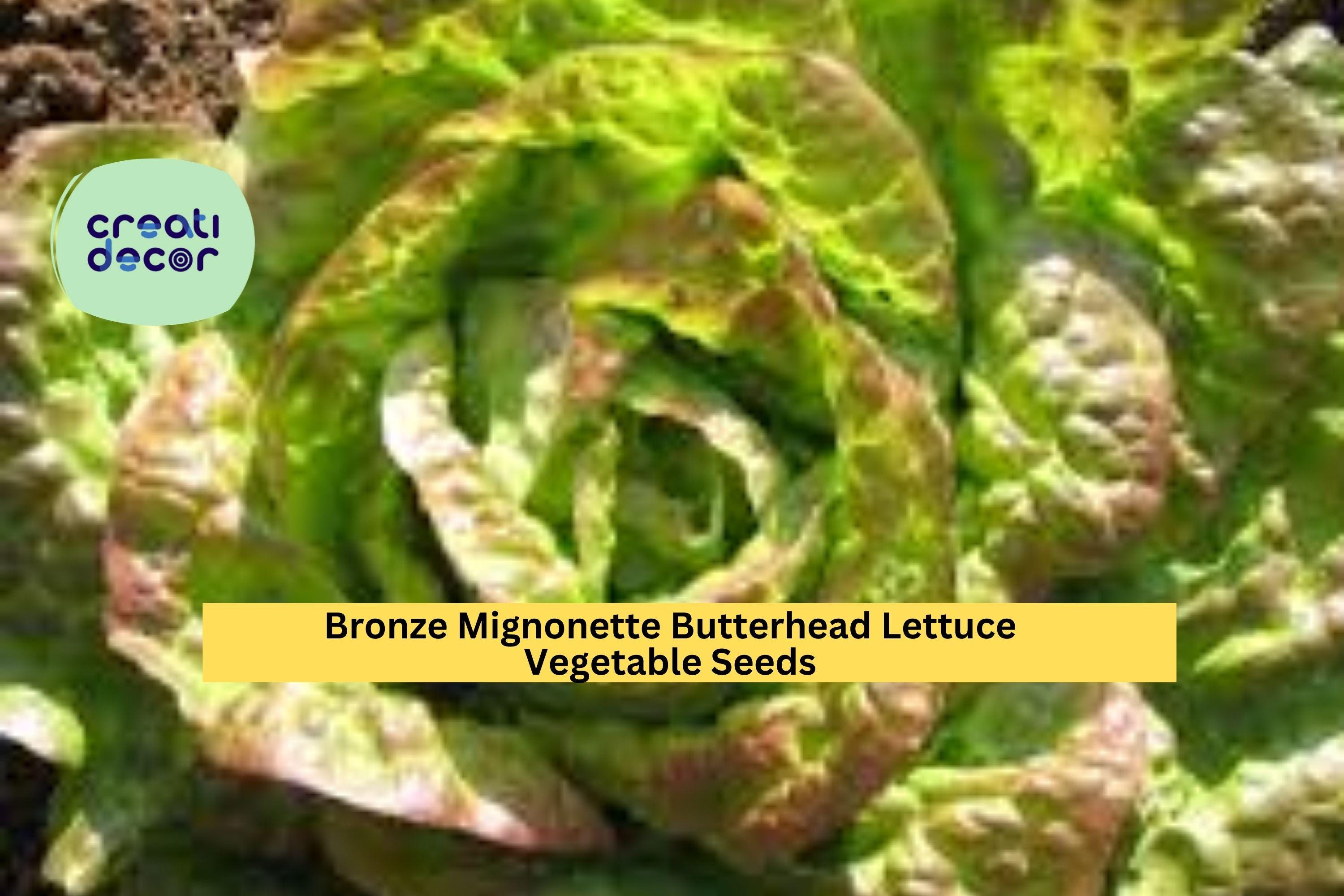 3pcs of 1g Bronze Mignonette Butterhead Lettuce Seeds – Tender Heirloom Variety for Garden or Container Growing Seeds for Planting