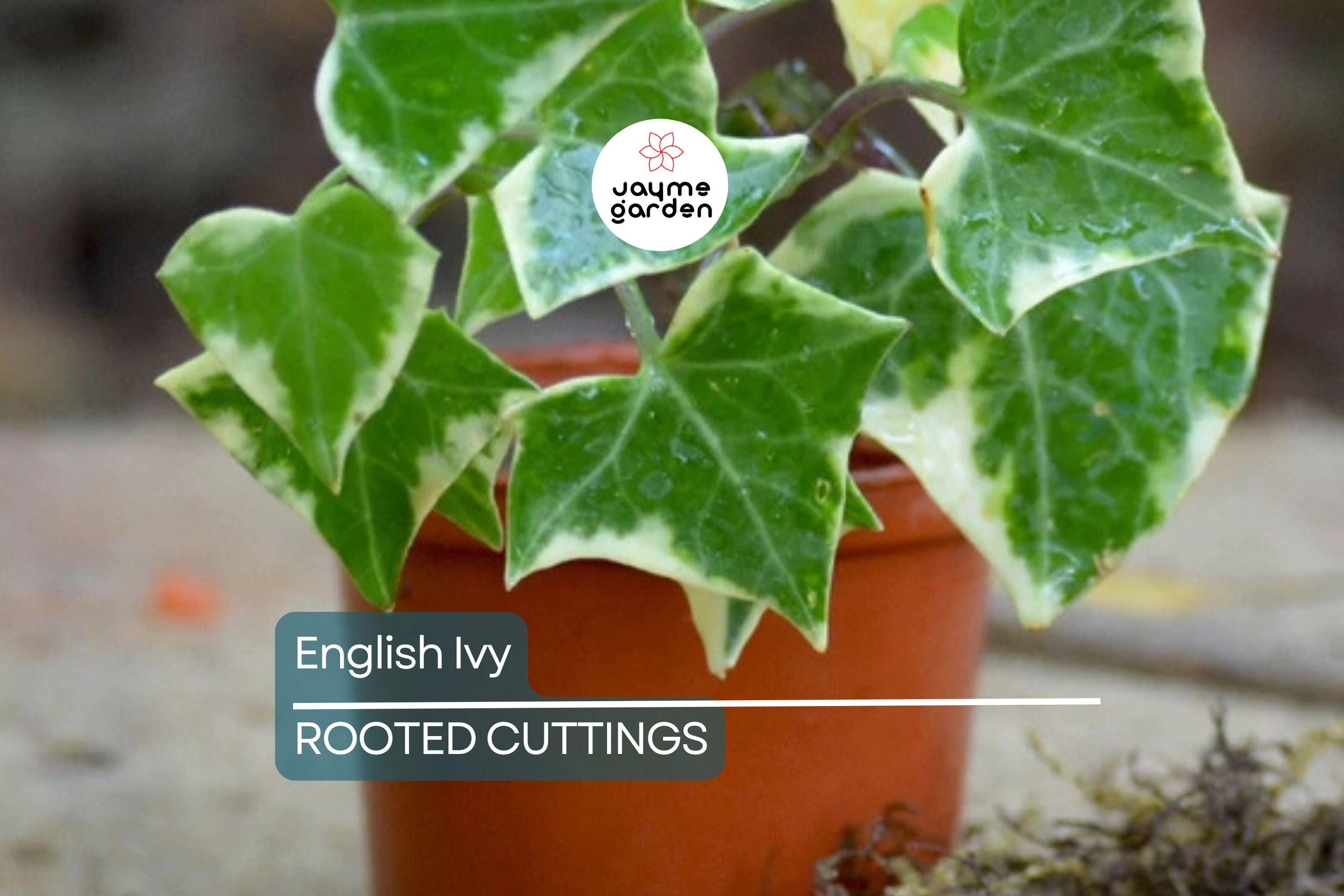 15 English Ivy Rooted Cuttings | Fast-Growing Privacy Plant | Hardy, Easy Care Vines | Ready to Plant | Indoor/Outdoor