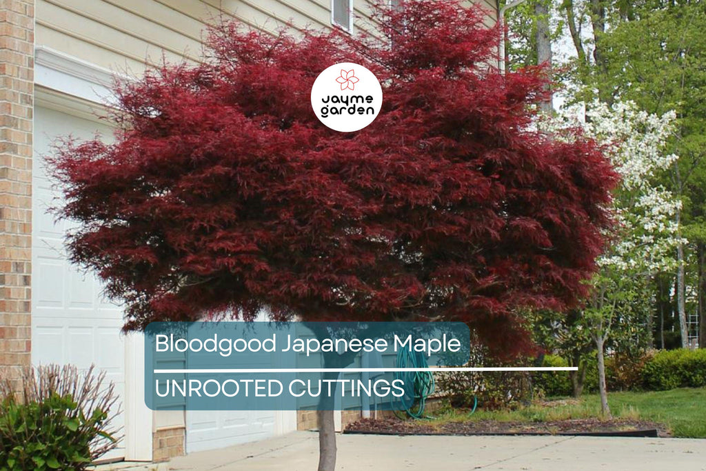 5 Bloodgood Japanese Maple Tree Cuttings | Live Unrooted | Perfect for Rooting or Grafting | Fresh Cuttings 5-12 Inches Long