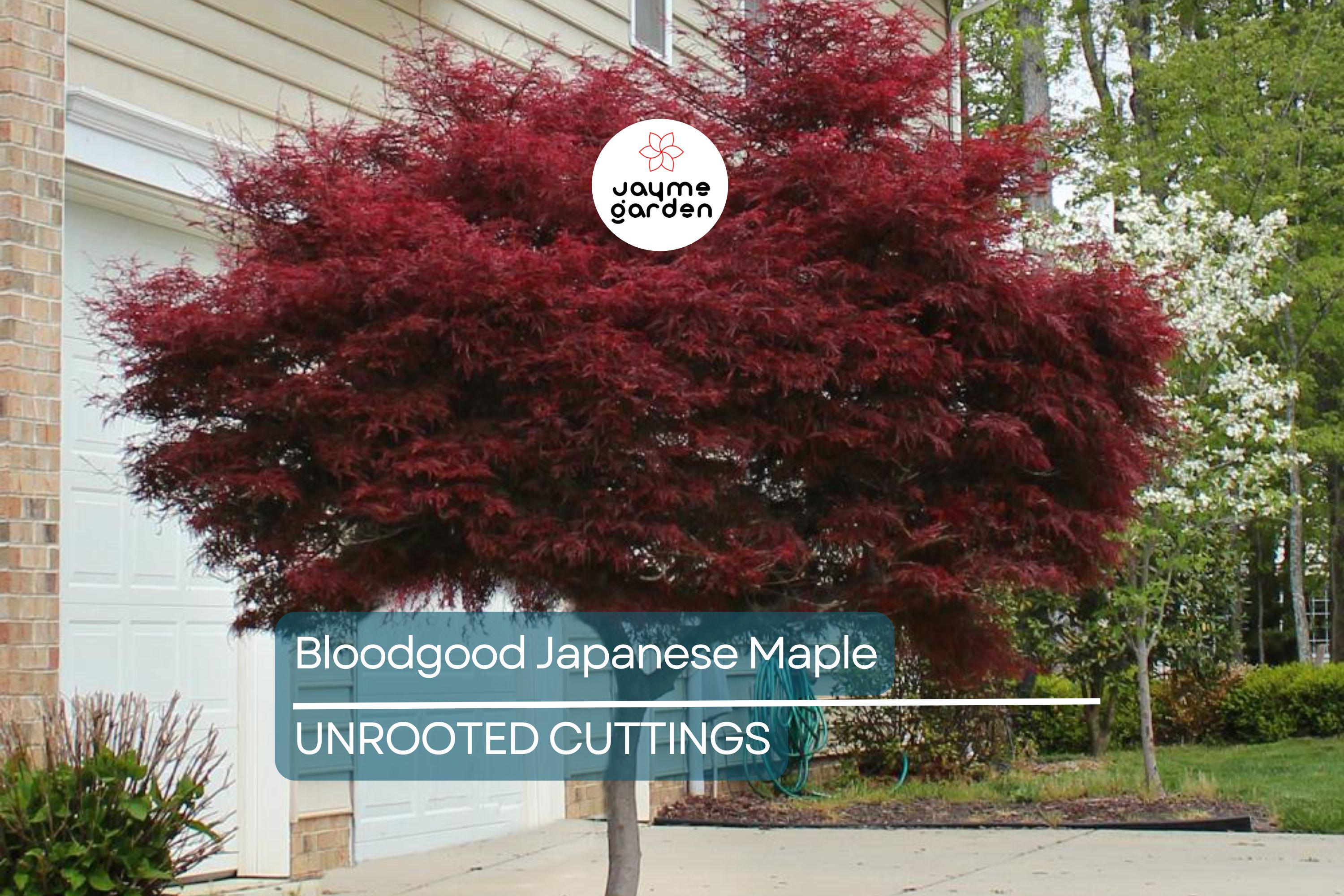 5 Bloodgood Japanese Maple Tree Cuttings | Live Unrooted | Perfect for Rooting or Grafting | Fresh Cuttings 5-12 Inches Long