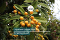 Japanese Loquat Fruit Tree 8” Seedling - Tropical Live Plant with Pot - Sweet Fruit, Ready to Plant