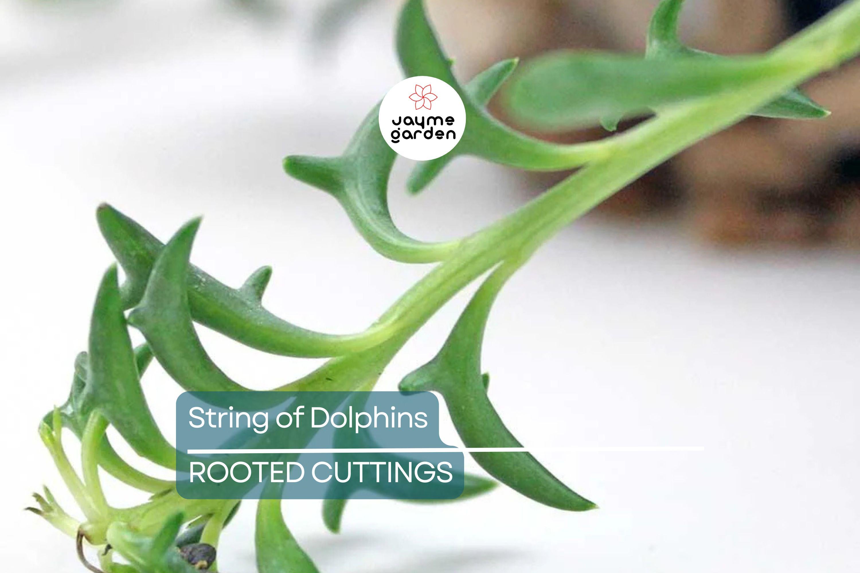 12 Cuttings String of Dolphins Senecio peregrinus Succulent Plant (4-8 Inches)
