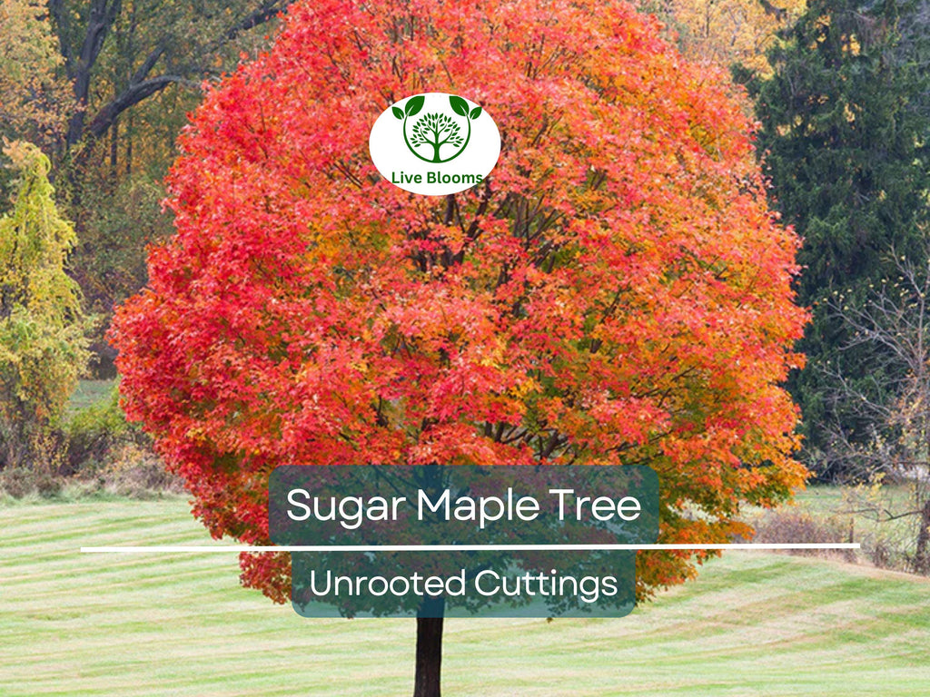 8 Fresh Cut Sugar Maple Tree Unrooted Cuttings - Acer saccharum, Sugar Maple Scions for Grafting, Tree Propagation, Hardy Tree Cuttings