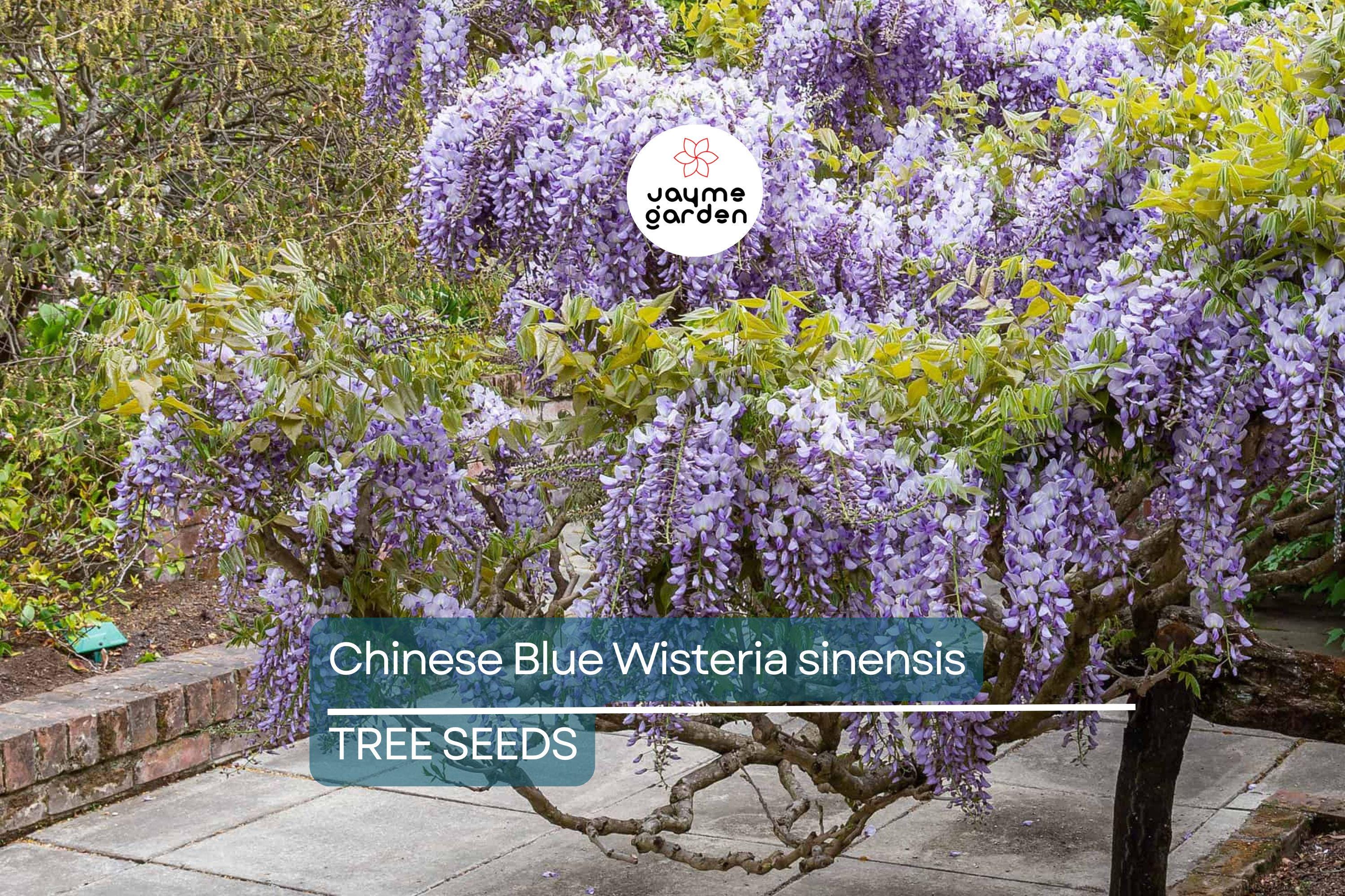 5 Chinese Blue Wisteria (Wisteria sinensis) Seeds - Fast-Growing Climbing Vine, Hardy Perennial