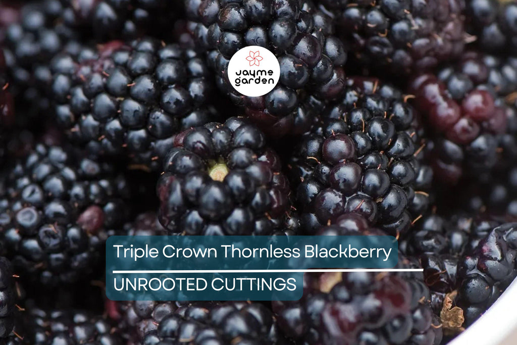7 Premium Organic Triple Crown Thornless Blackberry Cuttings 6"-10" | Sweet Juicy Berries | Easy to Grow | Unrooted Starter Plants