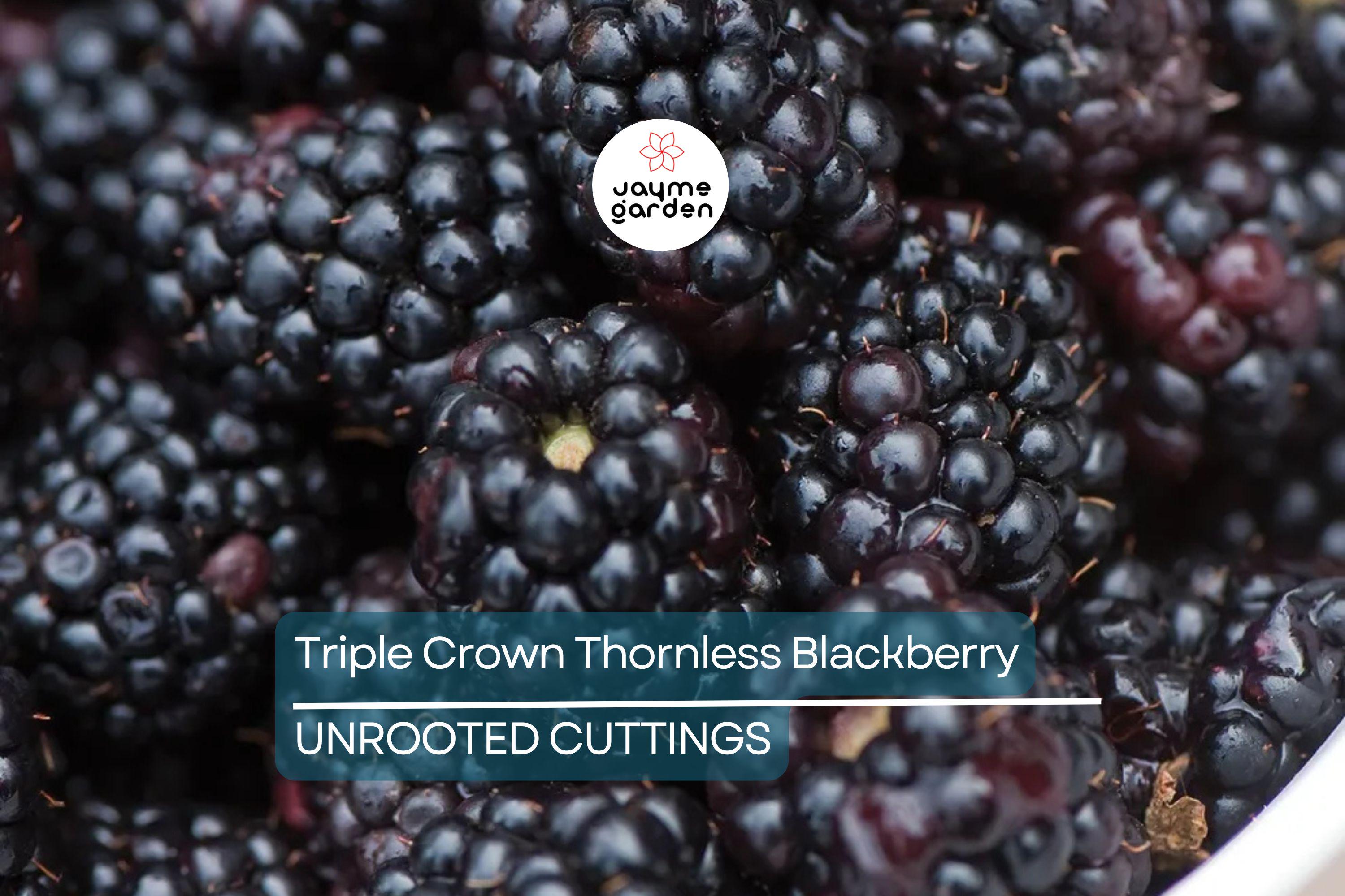 7 Premium Organic Triple Crown Thornless Blackberry Cuttings 6"-10" | Sweet Juicy Berries | Easy to Grow | Unrooted Starter Plants