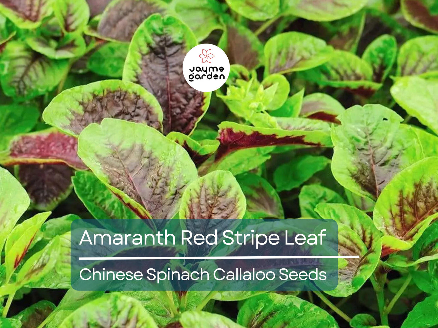 500 Seeds Edible Amaranth Red Stripe Leaf | Chinese Spinach | Yin Tsai Seeds for Planting | Red Beauty Tricolor | Red Callaloo Vegetable