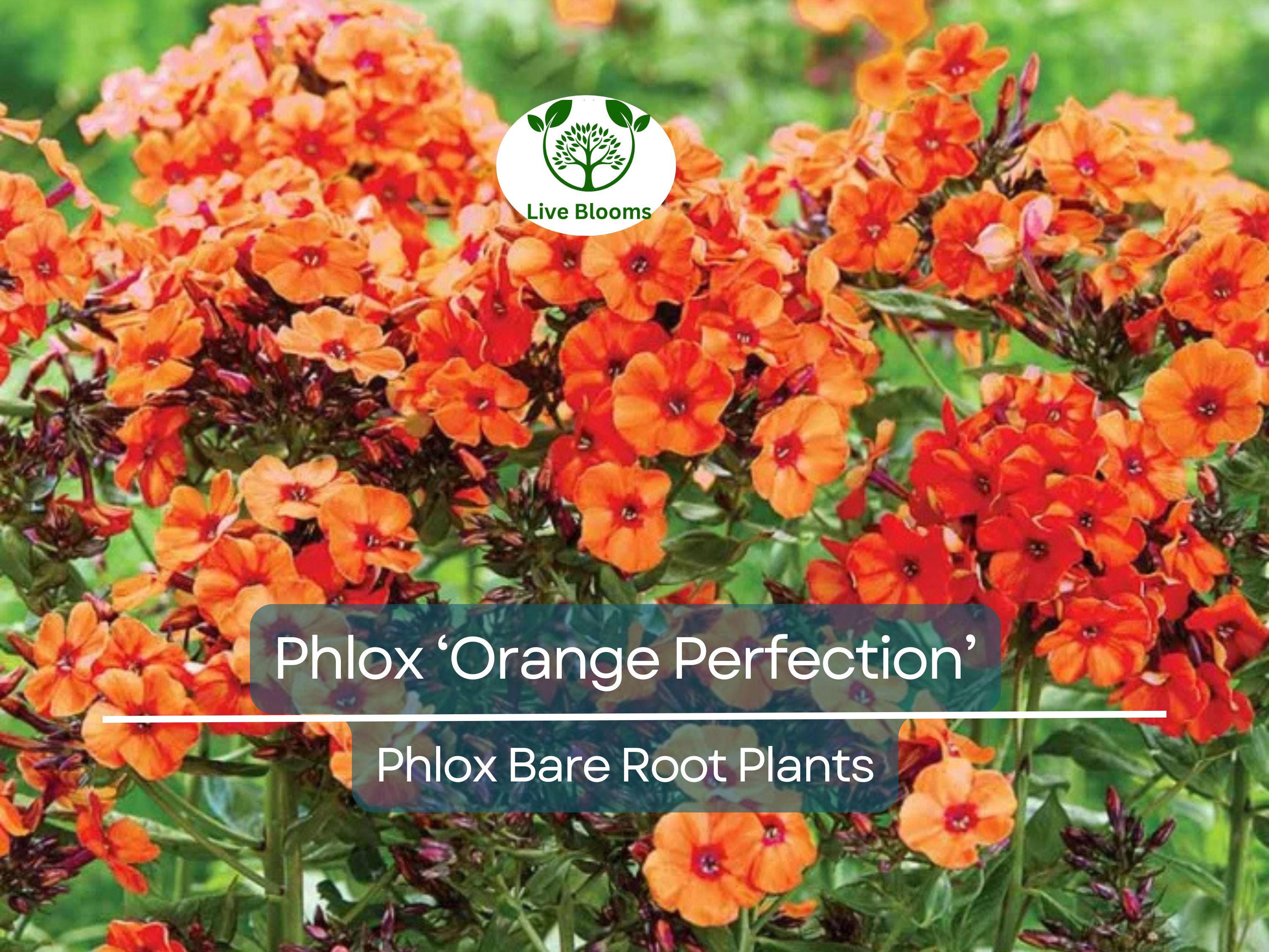 1 Phlox ‘Orange Perfection’ – Live Bare Root Plant – Summer Blooming Perennial – Bright Orange-Pink Flowers for Pollinator Gardens