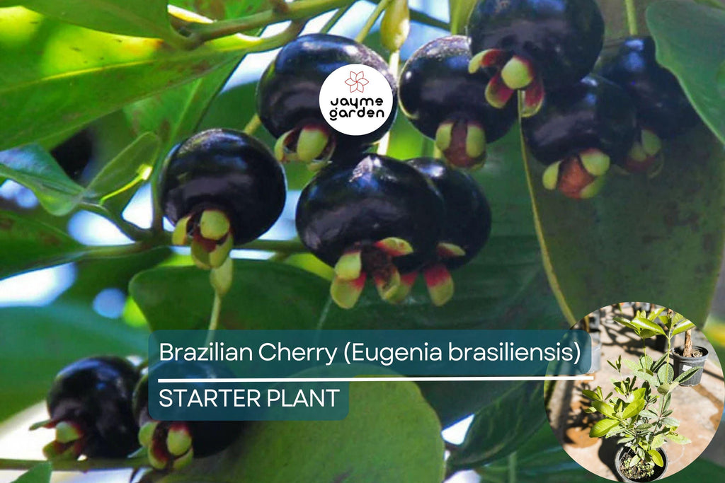 1 Grumichama Tree (Eugenia brasiliensis) 1-2' Starter | Brazilian Cherry with Sweet-Tart Fruit, Perfect for Tropical Gardens