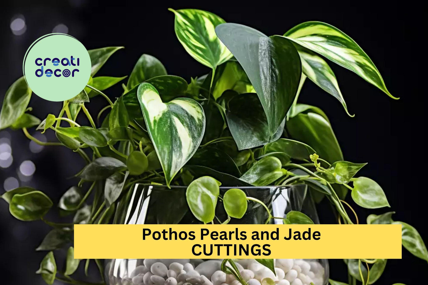 Pothos 'Pearls and Jade' 3 Cuttings | Variegated Devil’s Ivy Starter | Indoor Houseplant for Hanging Basket or Shelf Décor