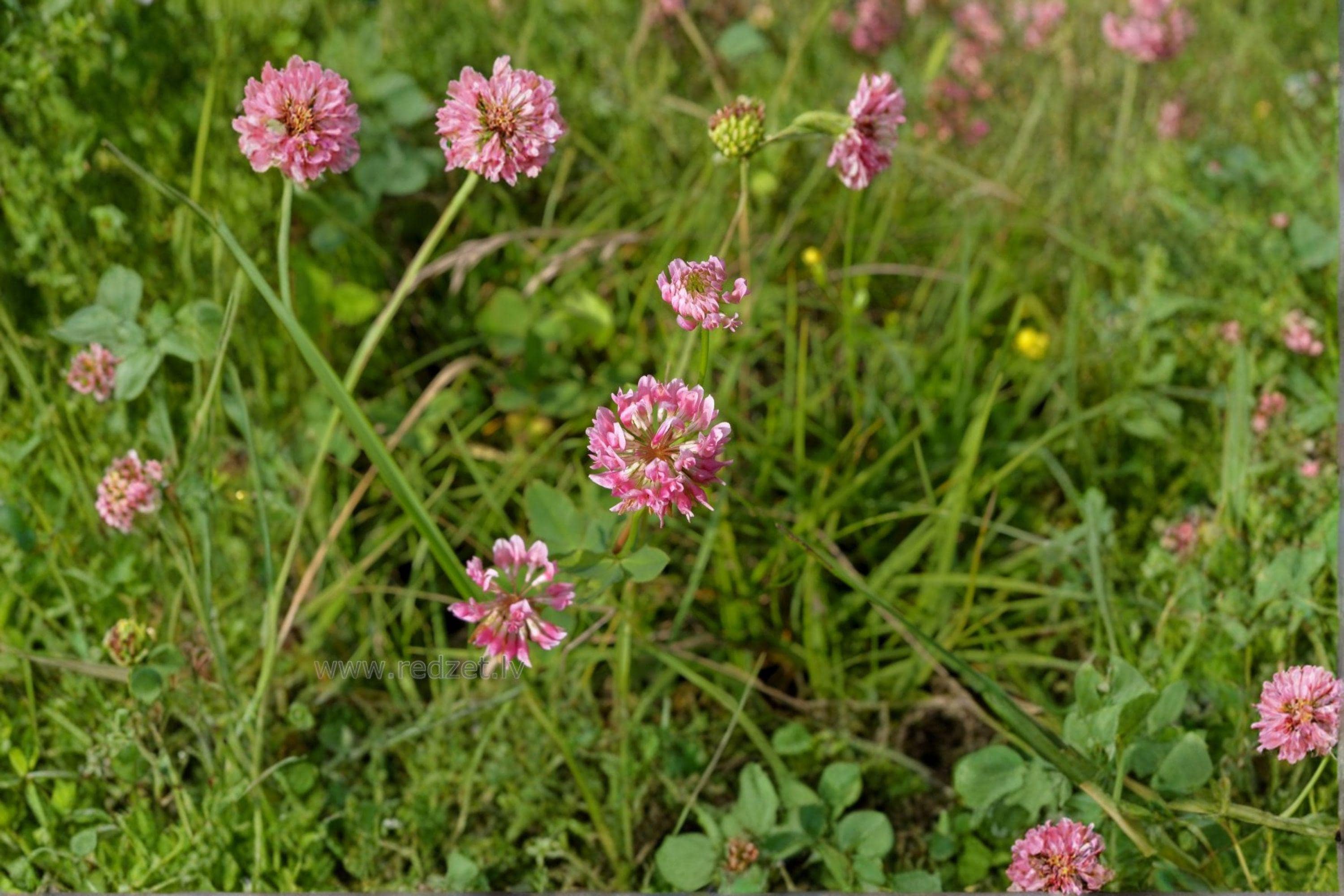 Alsike Clover – Trifolium hybridum Seeds | 100 Seeds | Cold Hardy | Pollinator Friendly Cover Crop