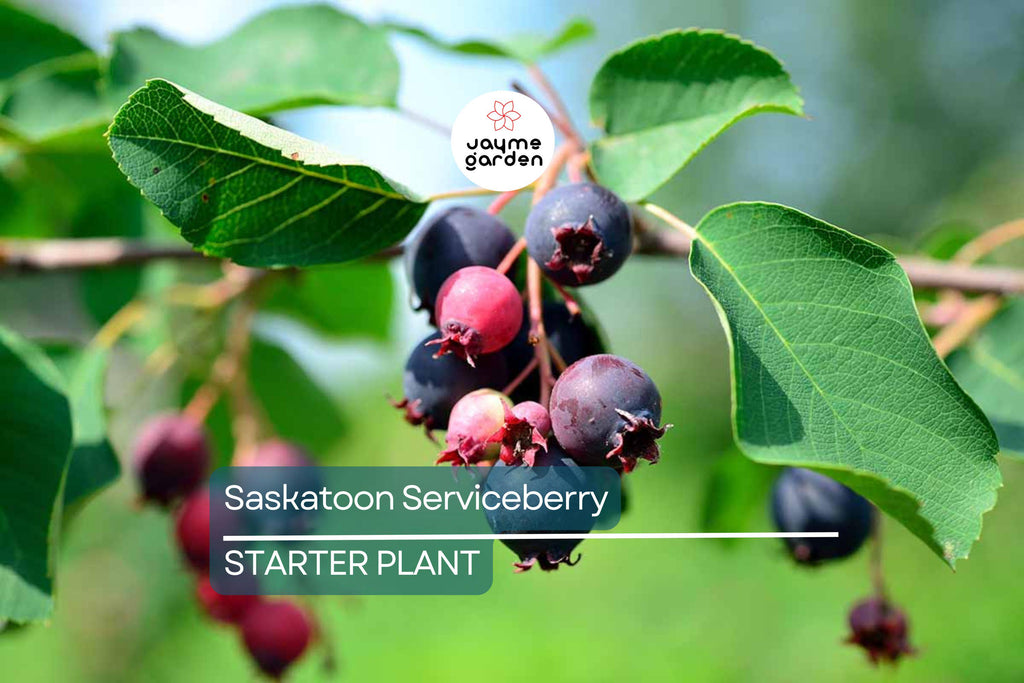 1 Saskatoon Serviceberry Tree 1-2 ft tall - Amelanchier alnifolia, Bare Root Plants, Disease Resistant, Hardy Zones 2-9