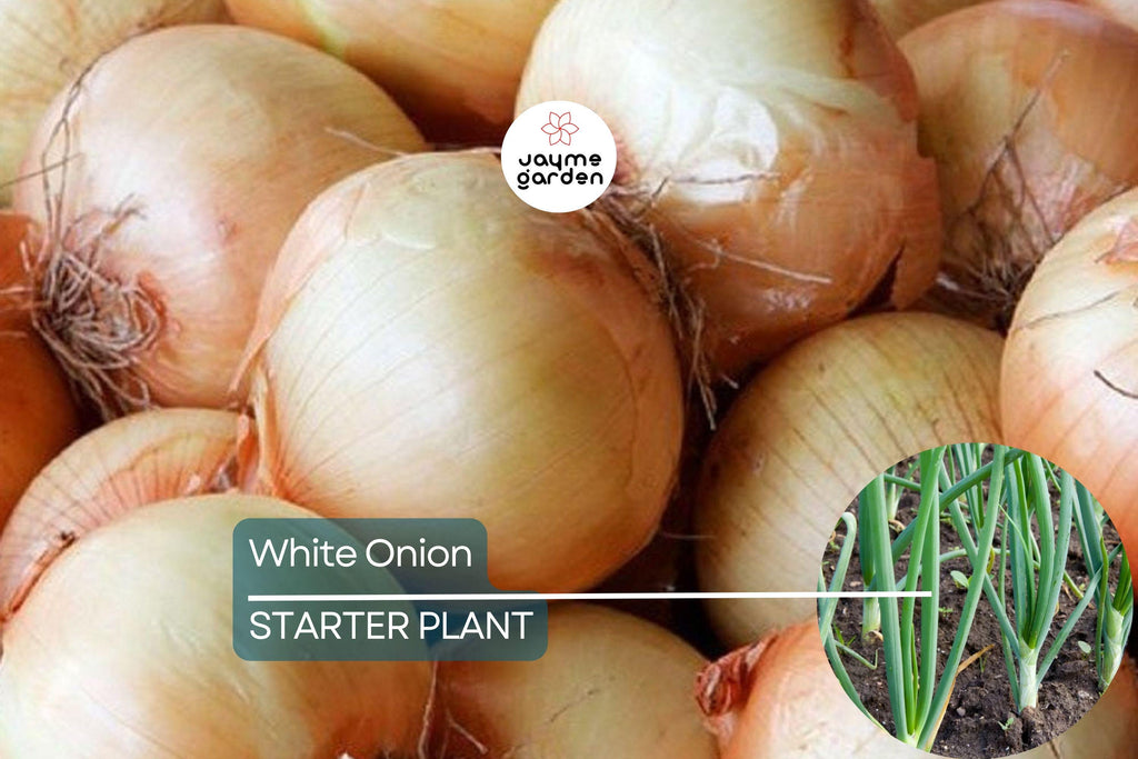 White Onion Sets – Naturally Grown, Non-GMO | 8 oz. (40-60 Bulbs) | Easy to Grow & Store | Shipping Now