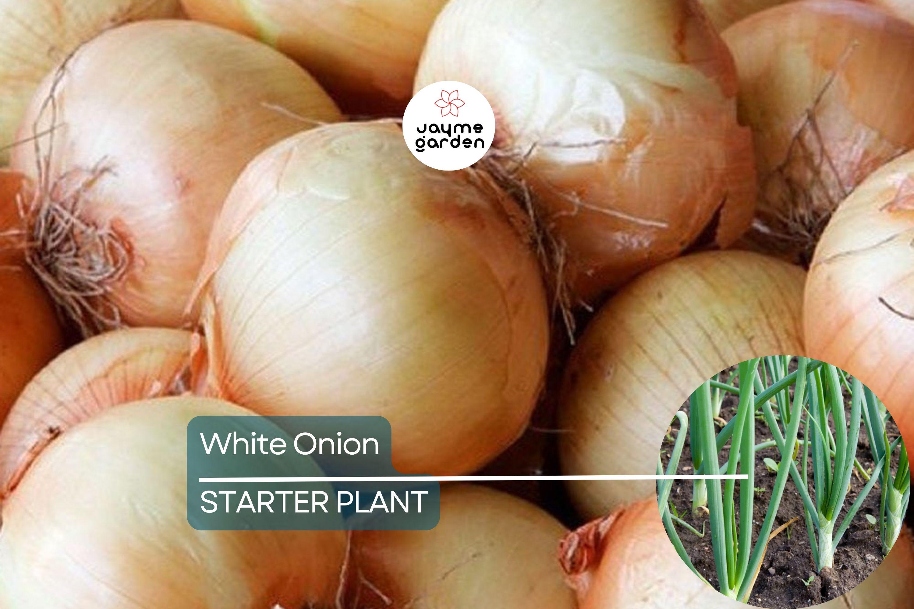 White Onion Sets – Naturally Grown, Non-GMO | 8 oz. (40-60 Bulbs) | Easy to Grow & Store | Shipping Now