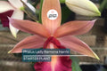 Phaius Lady Ramona Harris ‘Looking @ You’ Orchid | Live Plant | Red-Maroon Flowers | 3-Inch Pot | Indoor/Outdoor Subtropical Orchid