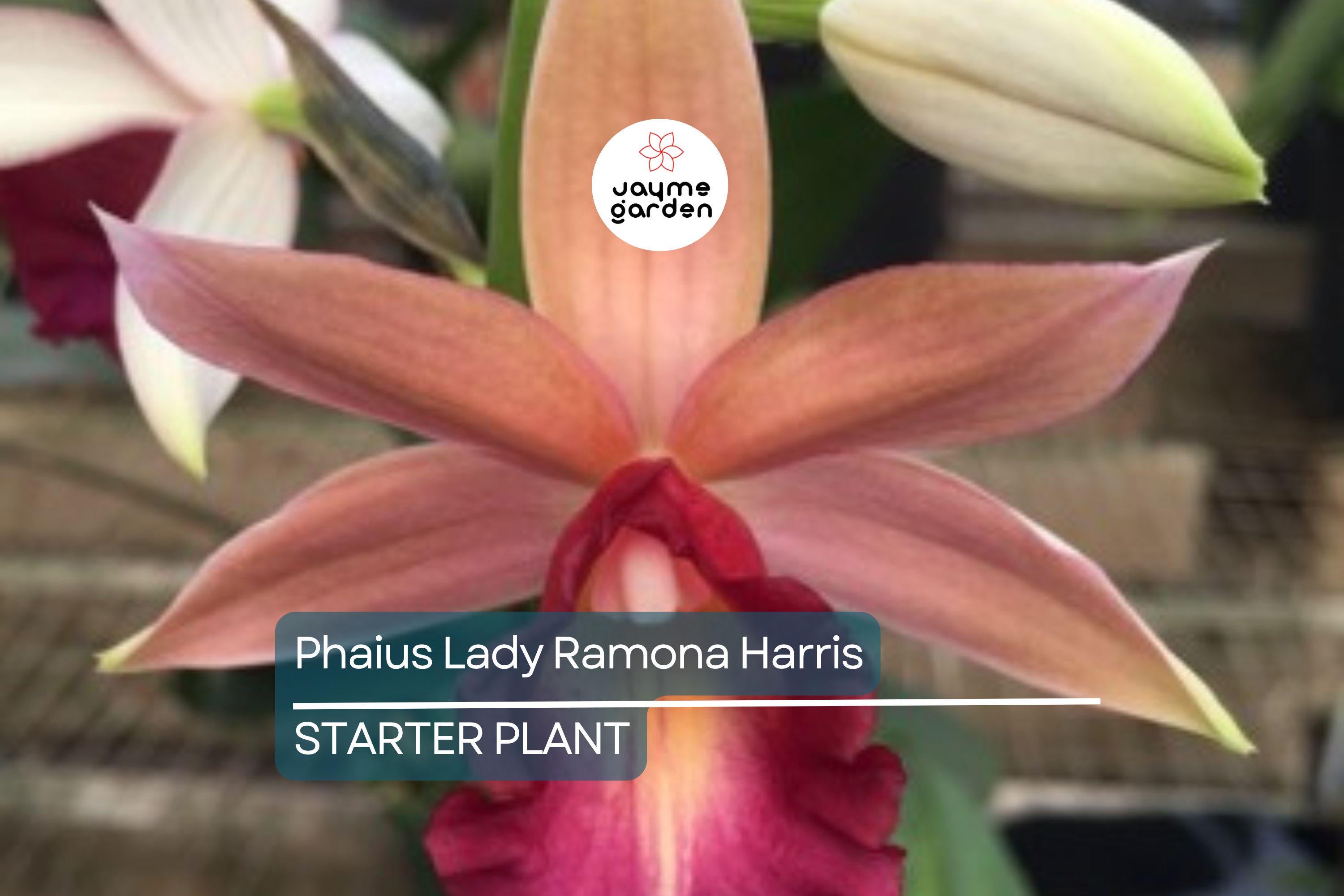 Phaius Lady Ramona Harris ‘Looking @ You’ Orchid | Live Plant | Red-Maroon Flowers | 3-Inch Pot | Indoor/Outdoor Subtropical Orchid