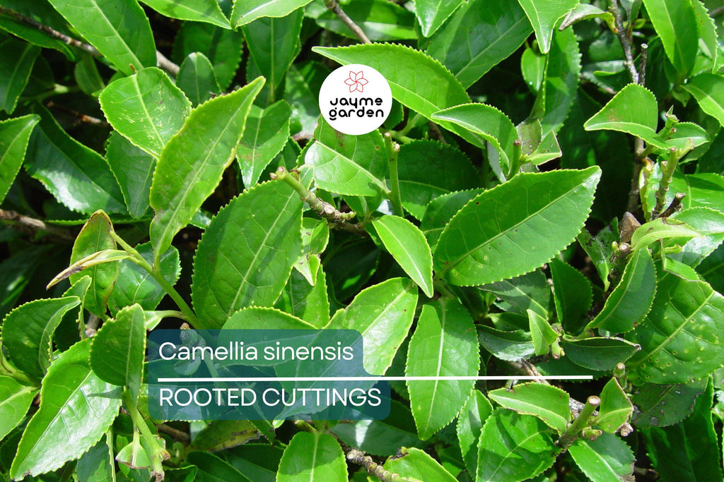 Live Camellia Sinensis Tea Plant – 8-10” Tall, Grow Your Own Tea – Zones 6-10