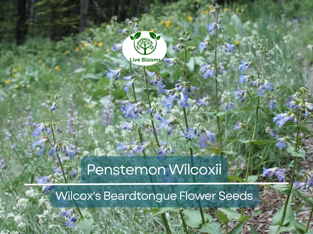 100 mg Seeds Penstemon Wilcoxii (Wilcox's Beardtongue) for Planting | Native Wildflower for Pollinator-Friendly and Low-Maintenance Gardens