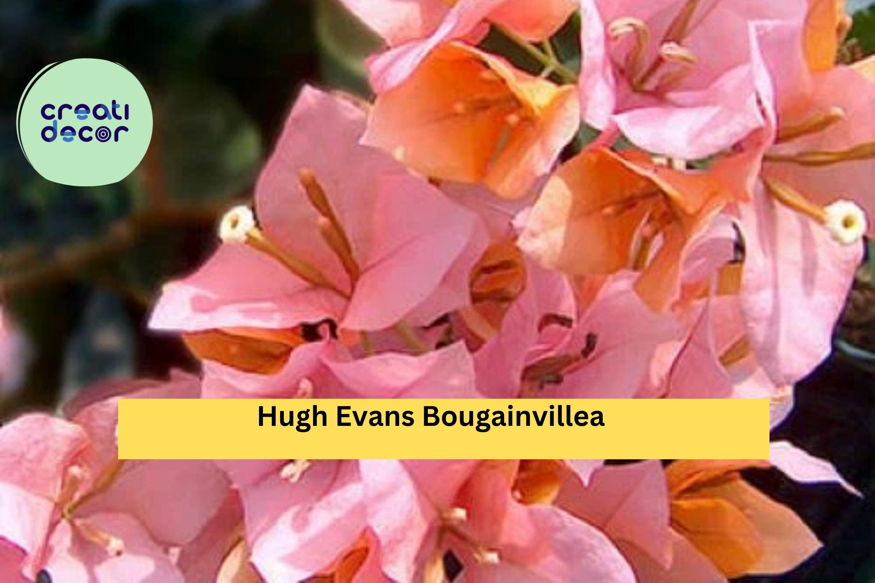 Bougainvillea ‘Hugh Evans’ – Live Well Rooted Starter Plug Plant, Bright Pink Flowering Vine for Garden, Patio, or Hanging Basket