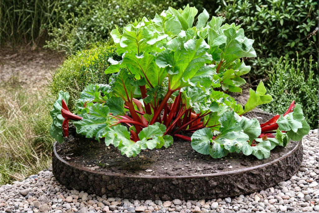 Rhubarb – Victoria 25 Seeds | Classic Heirloom Rhubarb | Large Stalks | Cold-Hardy Perennial