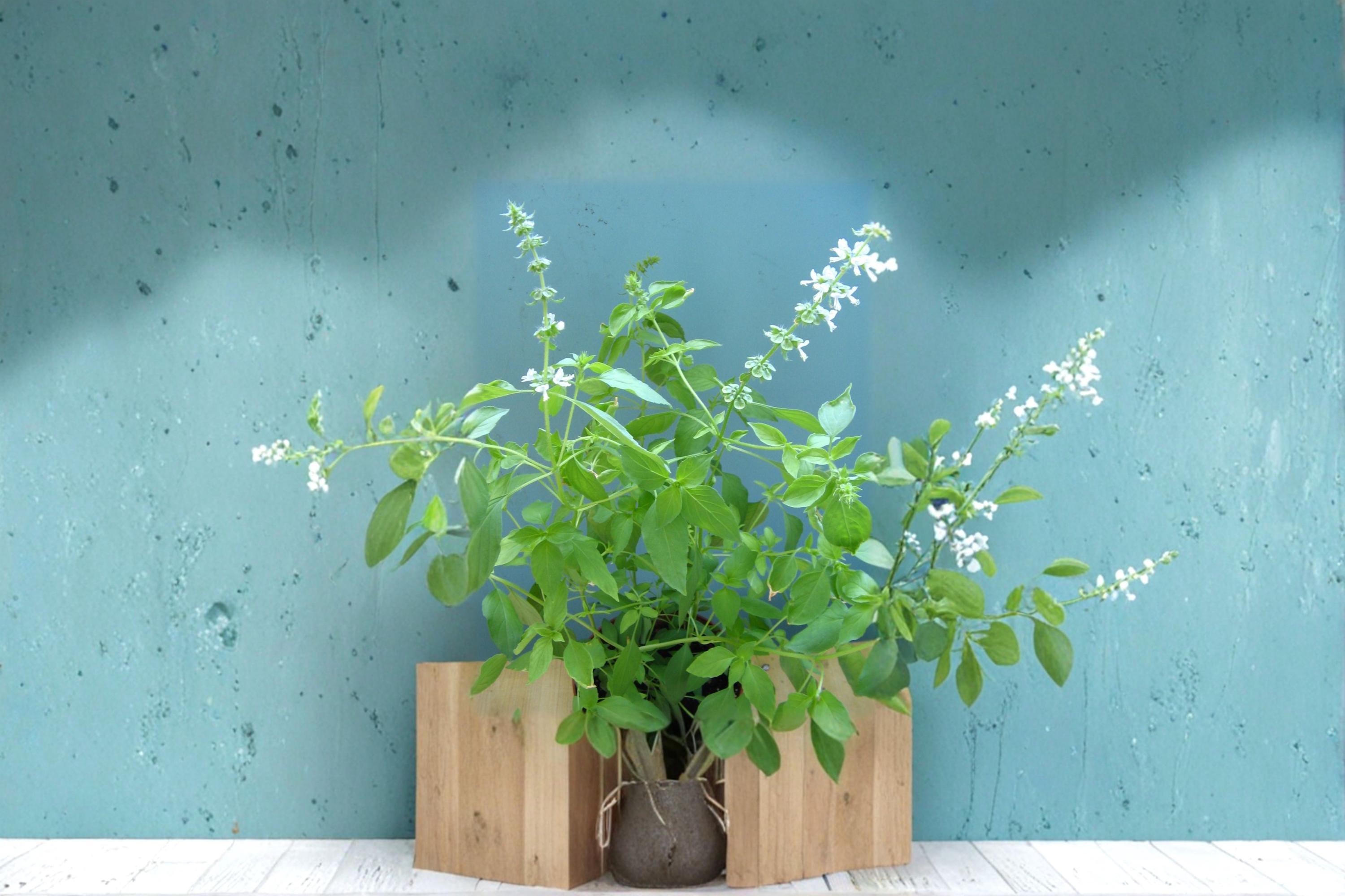 Lemon Basil – Ocimum basilicum Seeds | 75 Seeds | Citrus-Scented Culinary Herb | Edible Garden Favorite