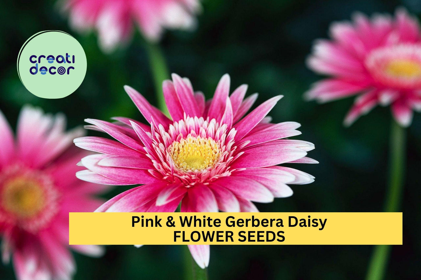 200+ Pink & White Gerbera Daisy Seeds – Vibrant Blooms for Garden Planting, Great for Borders, Pots and Cut Flower Gardens – USA
