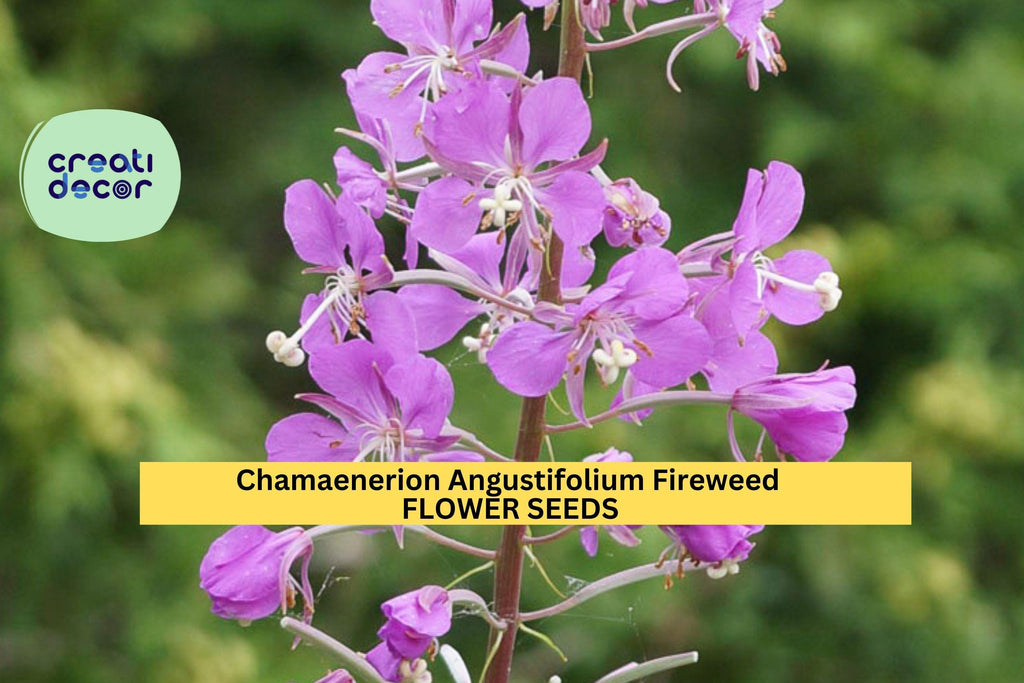 3pcs of 30mg Fireweed Seeds – Chamaenerion Angustifolium Wildflower Seeds for Planting – Hardy Perennial with Pink-Purple Blooms