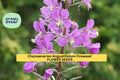 3pcs of 30mg Fireweed Seeds – Chamaenerion Angustifolium Wildflower Seeds for Planting – Hardy Perennial with Pink-Purple Blooms