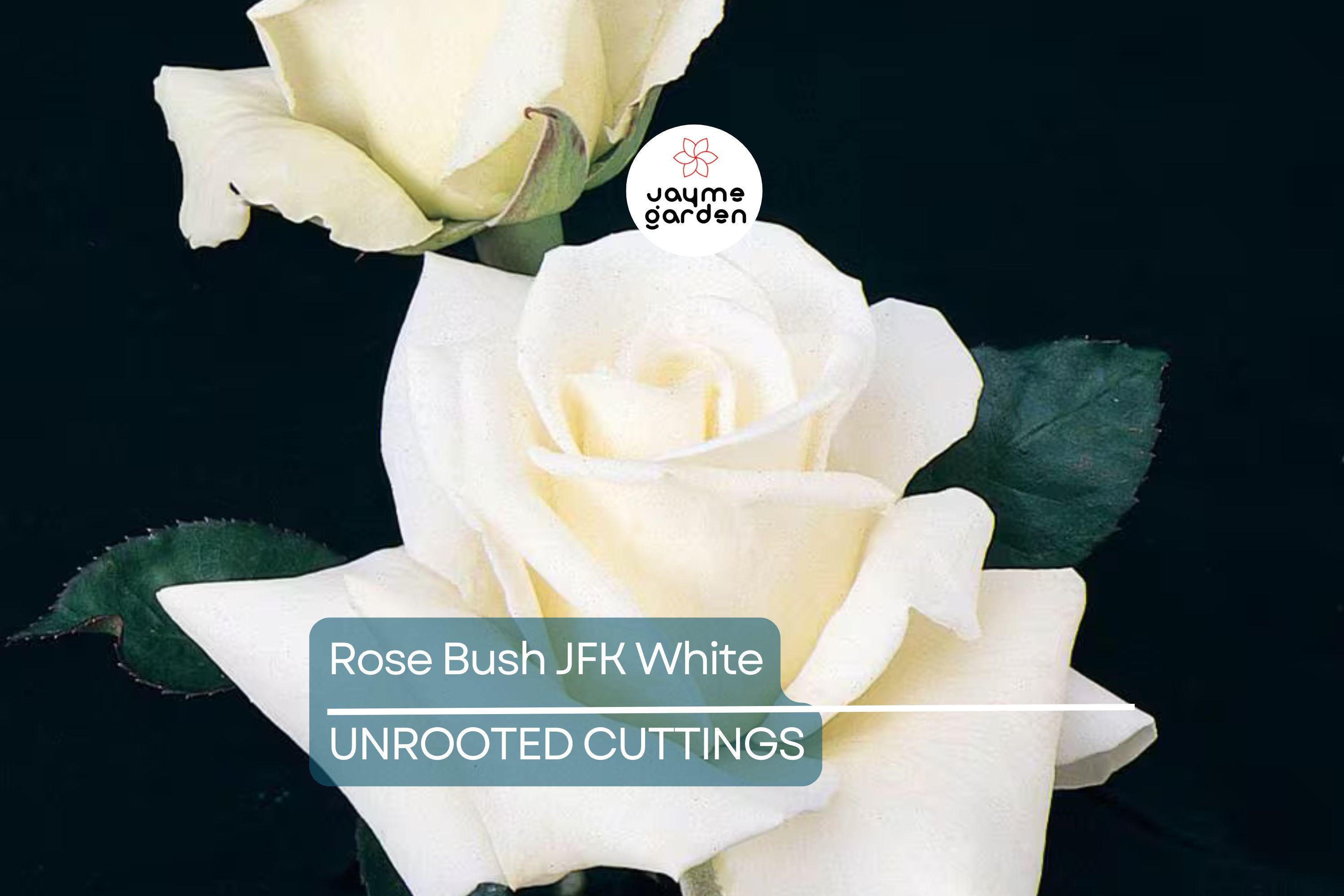 JFK White Rose Bush Cuttings, 6” Unrooted, Pure White Hybrid Tea Rose, Licorice Fragrance, Double Blooms, USDA Zones 7-10