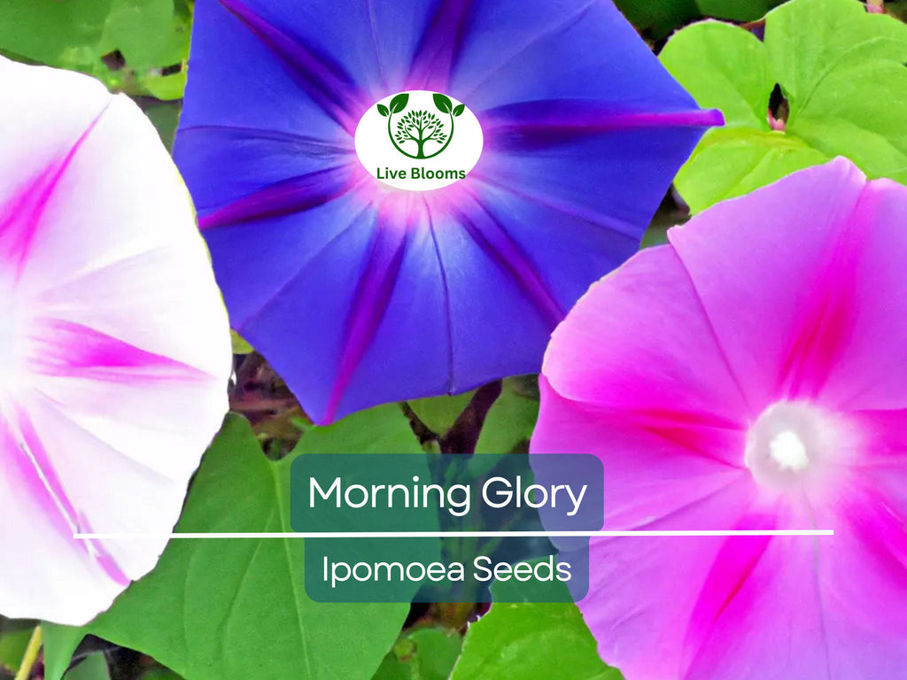 100 Morning Glory Vine Seeds Mixed Colors | Heirloom, Non-GMO, Ipomoea Flower Mix, Fast-Growing, Vibrant Climbing Vines for Garden
