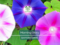 100 Morning Glory Vine Seeds Mixed Colors | Heirloom, Non-GMO, Ipomoea Flower Mix, Fast-Growing, Vibrant Climbing Vines for Garden