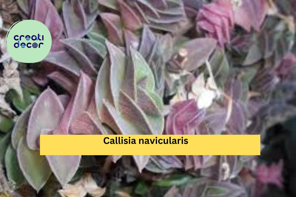 Callisia navicularis Live Cutting – Semi Rooted Succulent Form with Pink Flowers, Trailing Vine for Indoor Pots or Rock Gardens Zones 9–11