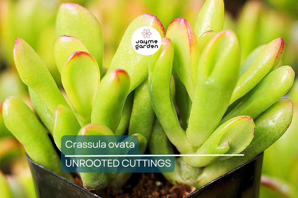 Crassula ovata Jade Plant Cuttings | 2 Unrooted Succulent Cuttings (3-5") | Easy Care Indoor Plant | Lucky Money Tree