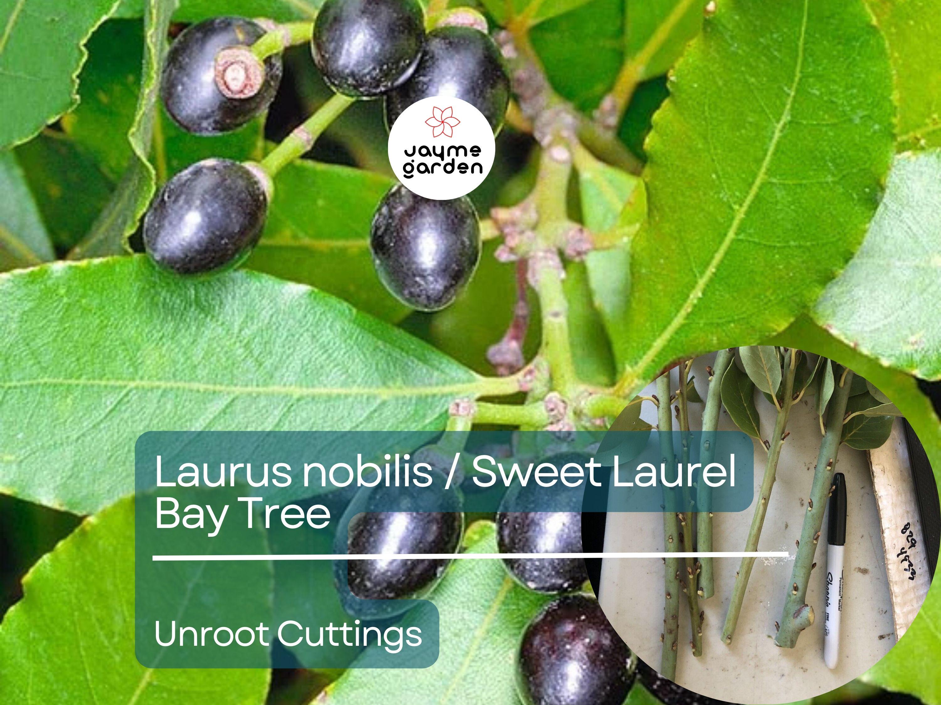 5 Unroot Cuttings (5-inch) Sweet Laurel Bay Tree - Fresh Bay Leaf Herb Plant Cuttings for Garden & Culinary Use - Laurus nobilis