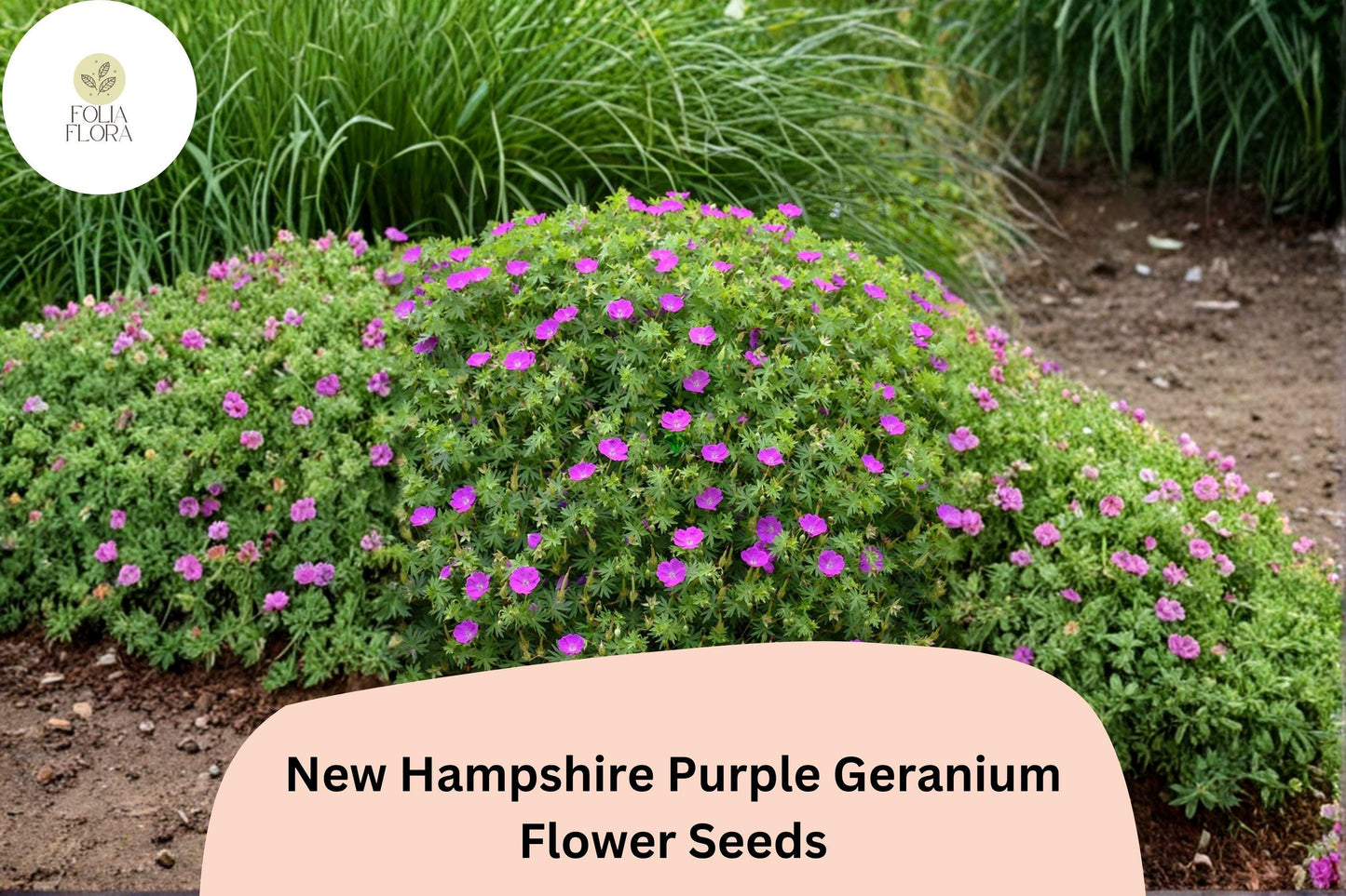 25+ New Hampshire Purple Geranium Seeds | Hardy Perennial | Vibrant Purple Blooms for Garden Borders & Ground Cover