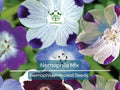 500 Seeds Nemophila Mixed Colors, Non-GMO, Short 4-6" Spring Bloomer, Vibrant Flowers, Easy to Grow, Pollinator-Friendly, Garden, Annual