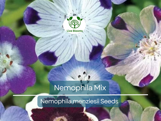 500 Seeds Nemophila Mixed Colors, Non-GMO, Short 4-6" Spring Bloomer, Vibrant Flowers, Easy to Grow, Pollinator-Friendly, Garden, Annual