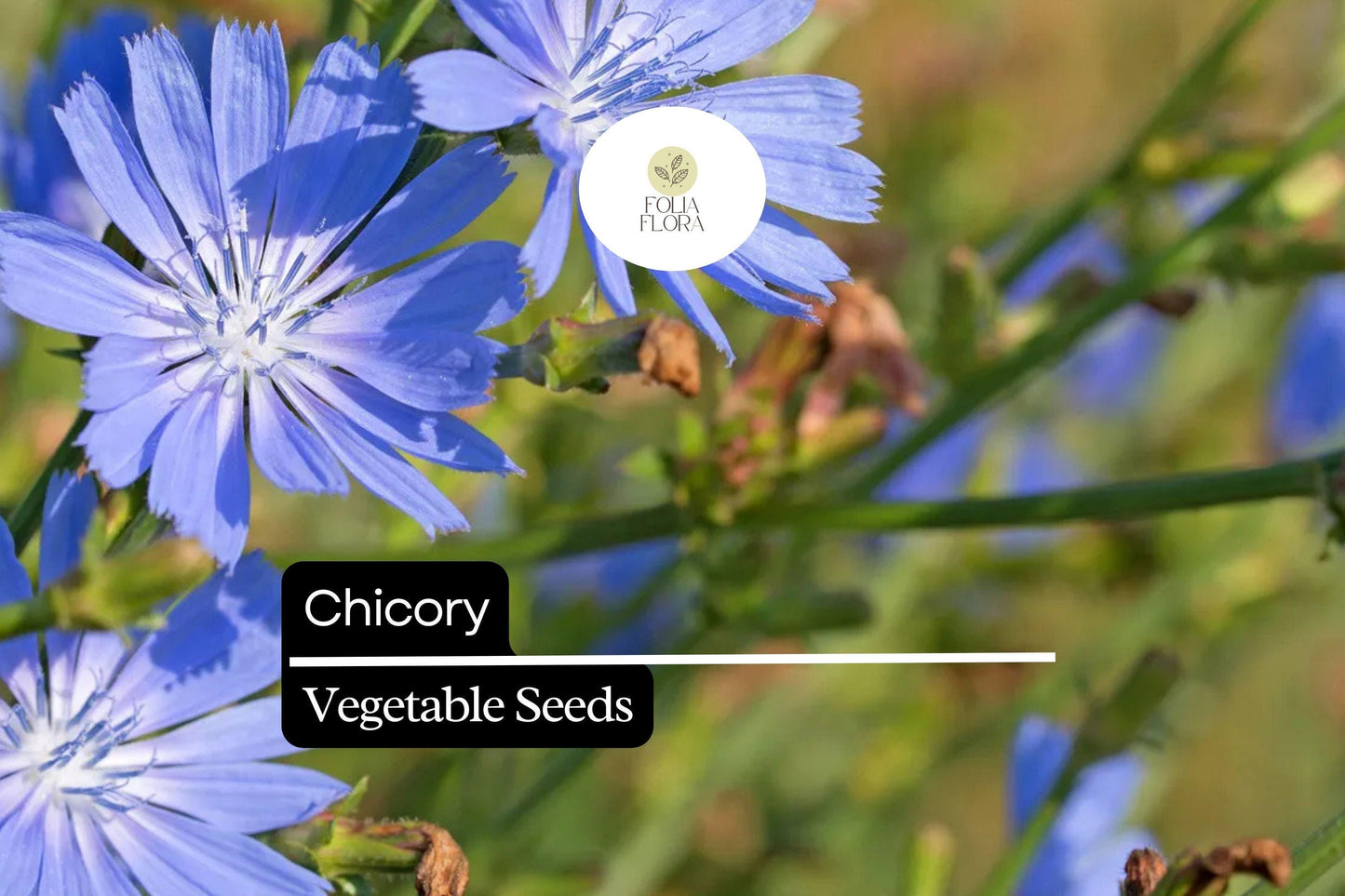 300 Seeds Chicory – Cichorium intybus, Heirloom Vegetable & Coffee Substitute
